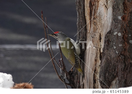 里塚のヤマゲラ 65145389