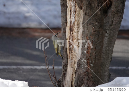 里塚のヤマゲラ 65145390