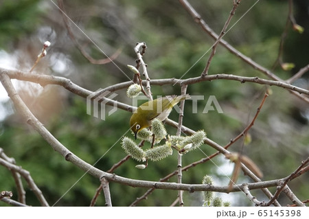 ネコヤナギとメジロ 65145398