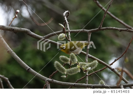 ネコヤナギとメジロ 65145403