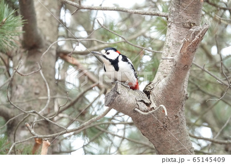 里塚のアカゲラ 65145409