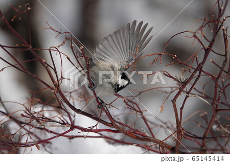 ヒガラの飛翔 65145414