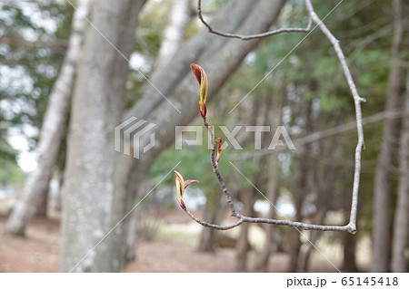 里塚の新緑の風景 65145418
