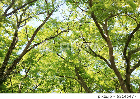 青モミジ 65145477
