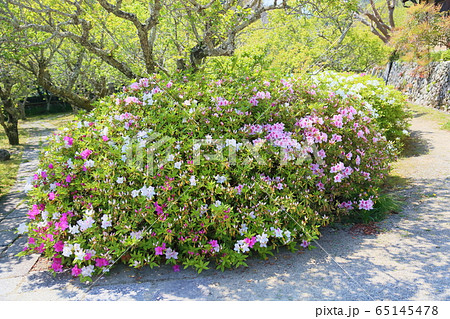 ツツジの花 ツツジの花 65145478