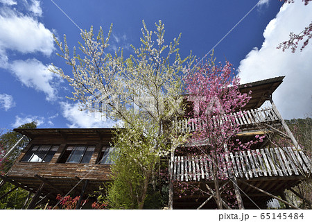 桜 さくら サクラ 65145484