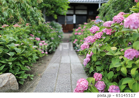 広島県尾道市 持光寺 あじさい寺の写真素材