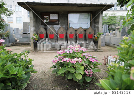 広島県尾道市 持光寺 あじさい寺の写真素材