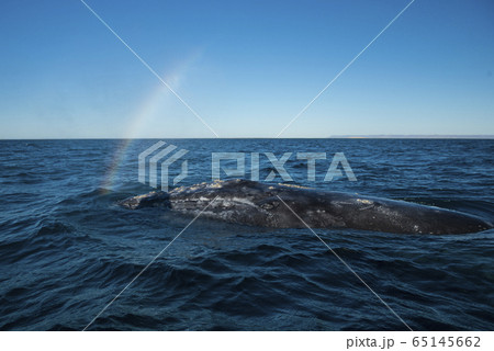 コククジラ 潮吹き コククジラ 潮吹き 65145662