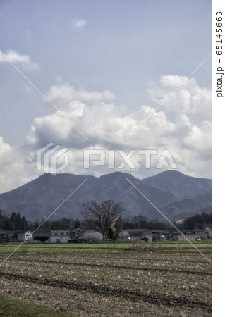 滋賀県、多賀大社の御神木の女飯盛木と呼ばれる欅と桜咲く田園風景 65145663