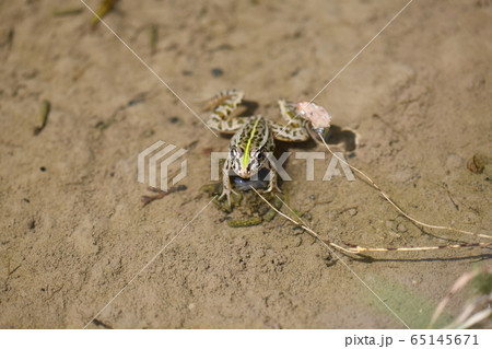 春のトノサマガエル 春のトノサマガエル 65145671