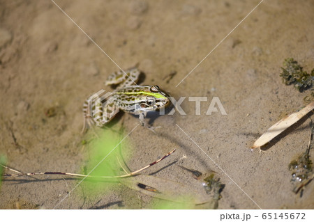 春のトノサマガエル 65145672