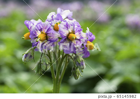 ジャガイモの花の写真素材