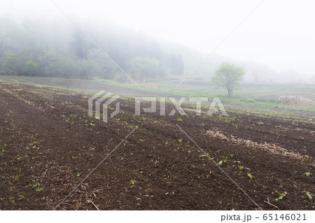 霧の農地 65146021