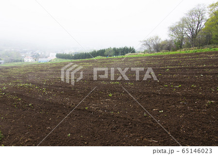 霧の農地 65146023