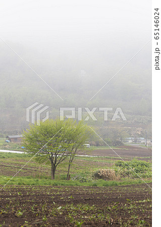 霧の農地 65146024