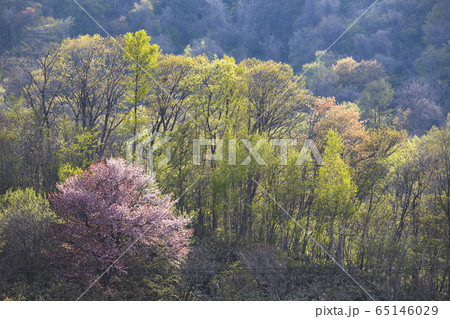 新緑と桜 新緑と桜 65146029