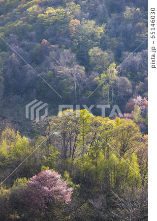 新緑と桜 新緑と桜 65146030