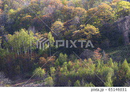 新緑の木立 65146031