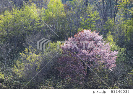 新緑と桜 65146035