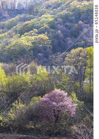新緑と桜 新緑と桜 65146036