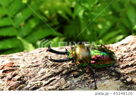 ニジイロクワガタ森の樹木の上で 65146120