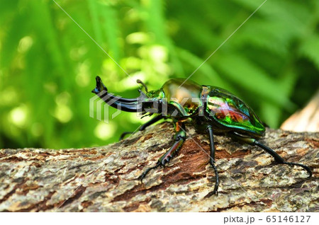 ニジイロクワガタ森の樹木の上で 65146127