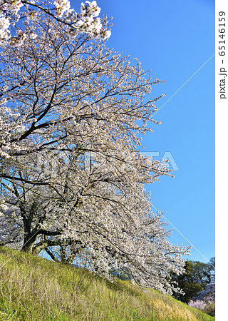 宮川堤の桜　満開 65146159
