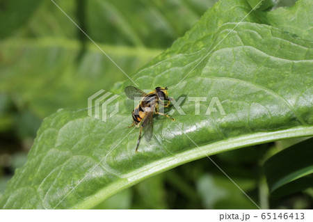 シマアシブトハナアブ シマアシブトハナアブ 65146413