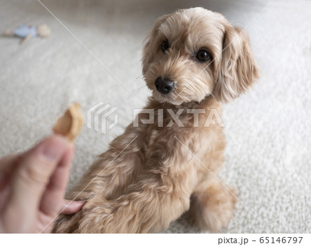 おやつのビスケットを女性からもらうかわいい小型犬【マルプー】 65146797