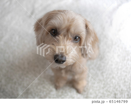 じっと座って見つめるかわいいアプリコットの小型犬【マルプー】 じっと座って見つめるかわいいアプリコットの小型犬【マルプー】 65146799