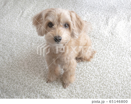じっと座って見つめるかわいいアプリコットの小型犬【マルプー】 じっと座って見つめるかわいいアプリコットの小型犬【マルプー】 65146800