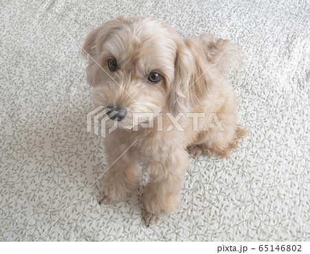 じっと座って見つめるかわいいアプリコットの小型犬【マルプー】 じっと座って見つめるかわいいアプリコットの小型犬【マルプー】 65146802