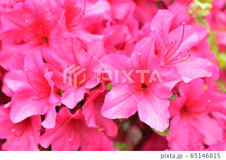 赤いつつじの花 赤いつつじの花 65146815