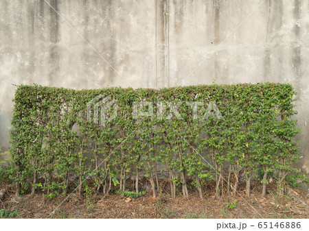 Bush plants, shrubs, or small green trees in 65146886