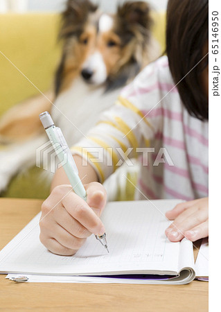 犬と一緒に家庭学習をする小学生女の子手元 犬と一緒に家庭学習をする小学生女の子手元 65146950