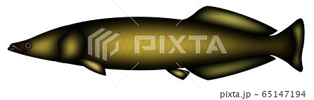 ピラルク 65147194