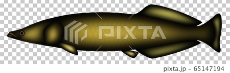 ピラルク 65147194