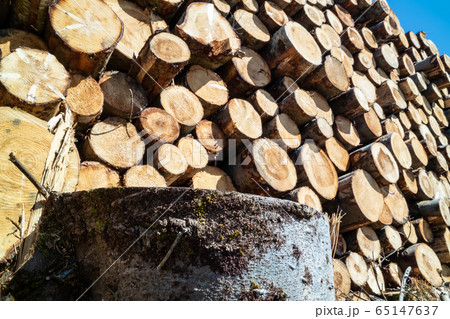 Timber stacks at Bonny Glen in County Donegal - Ireland 65147637