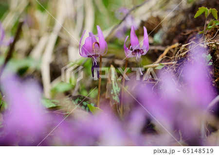 春の里山に咲くカタクリの花 春の里山に咲くカタクリの花 65148519