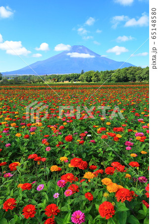 山梨県 初秋の山中湖花の都公園 山梨県 初秋の山中湖花の都公園 65148580