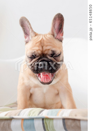 French bulldog sits on a chair yawns and licks French bulldog sits on a chair yawns and licks 65148650