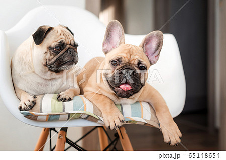 Happy pets pug dog and french bulldog sitting on a Happy pets pug dog and french bulldog sitting on a 65148654