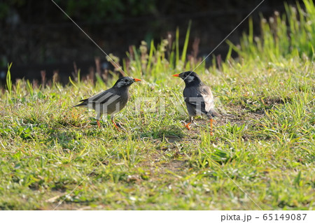 ムクドリ むく鳥 椋鳥 むくどり 小鳥 野鳥の写真素材