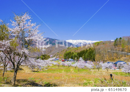 桜の里と雪山4 桜の里と雪山4 65149670