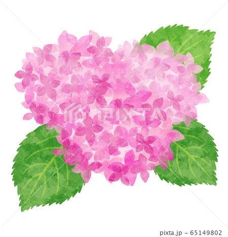 あじさい 紫陽花 水彩風 ピンクのイラスト素材 [65149802] - PIXTA