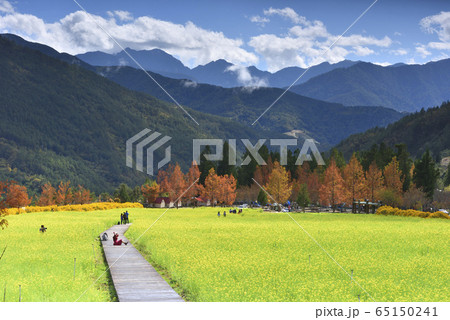 武陵農場 台湾 秋の季節 65150241