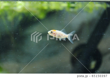 水槽の中を優雅に泳ぐ小さな金魚の写真素材