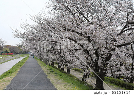 桜・天神川堤 桜・天神川堤 65151314