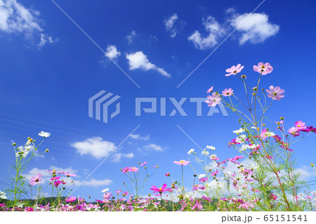 爽快な秋空・野に咲くコスモスー１ 65151541